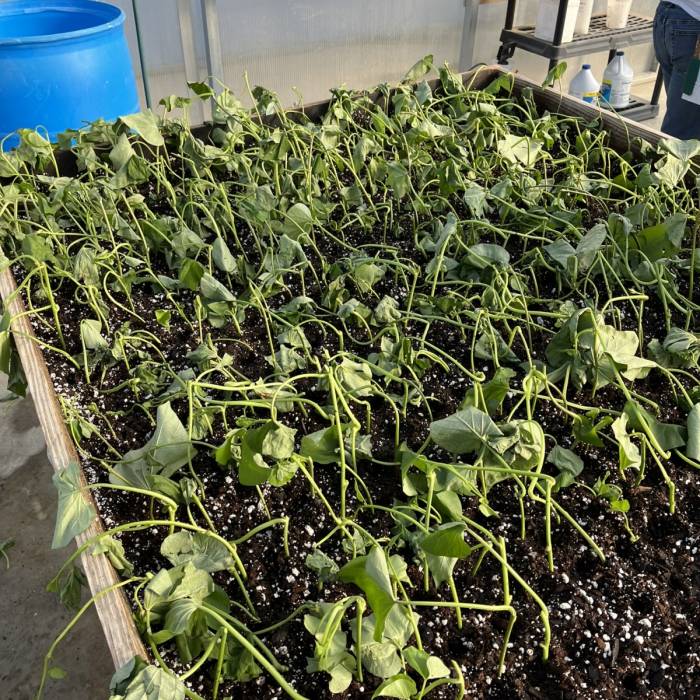 Our Greenhouse