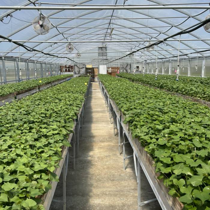 Our Greenhouse | Flying Tater Farm  Gallery Image