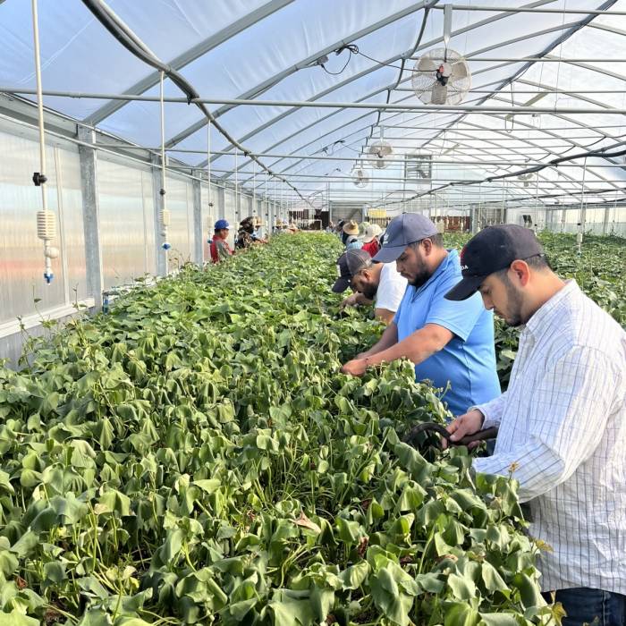 Our Greenhouse