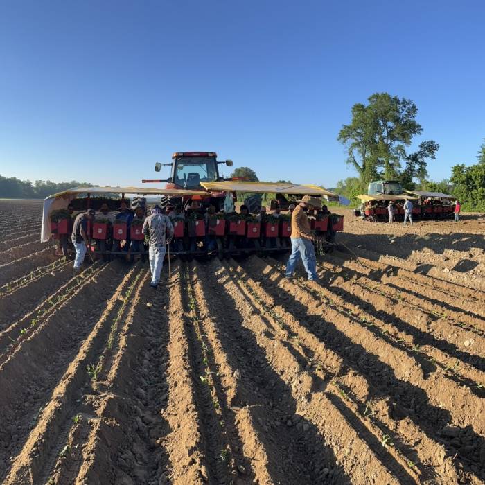 Field Work 2024 | Flying Tater Farm  Gallery Image